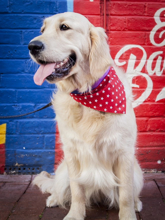 Tie On Red and White Star Dog Bandana