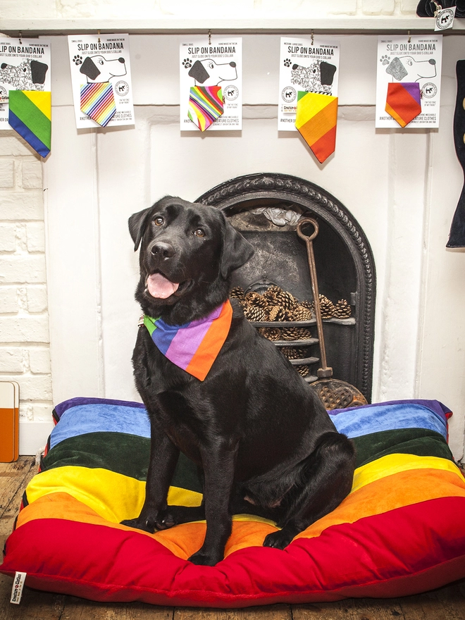 Buzz on our Pride Rainbow Dog Bed