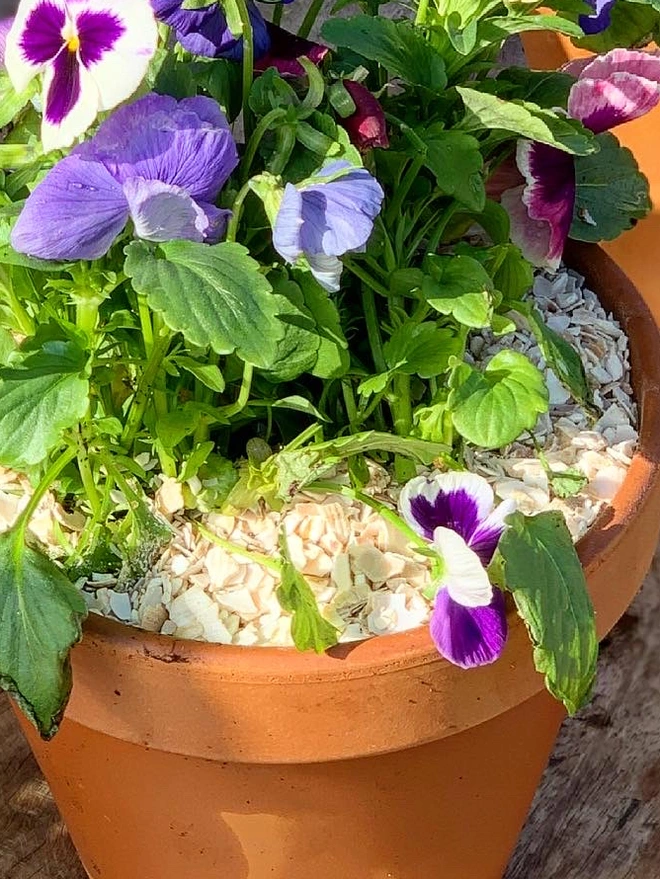 Crushed whelk shells