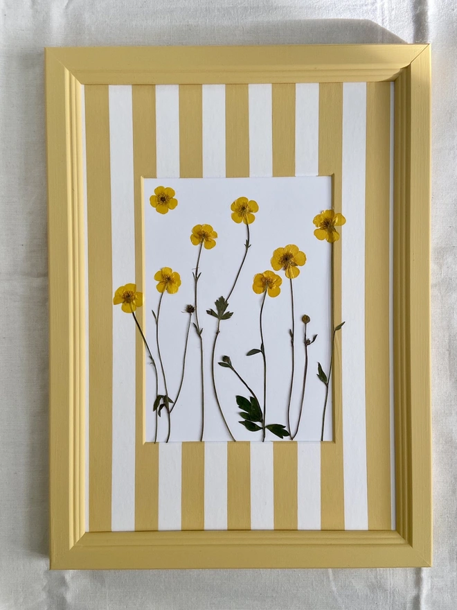 Pressed buttercup flowers in hand painted stripe mount and matching yellow frame