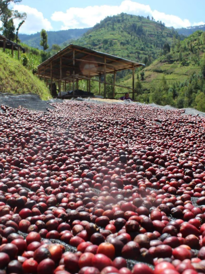 Munwarukweto. Coffee beans from the farms used by 17 Grams.