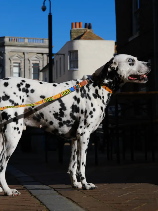 Kente classic dog lead