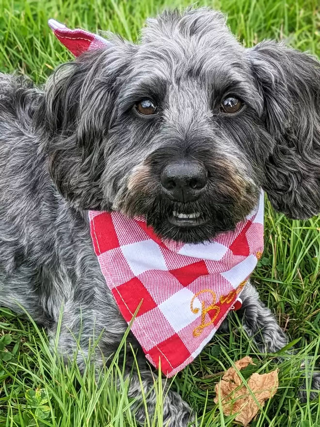 Red & White checkered dog bandana worn by a small black and grey Dog, on a green grass background