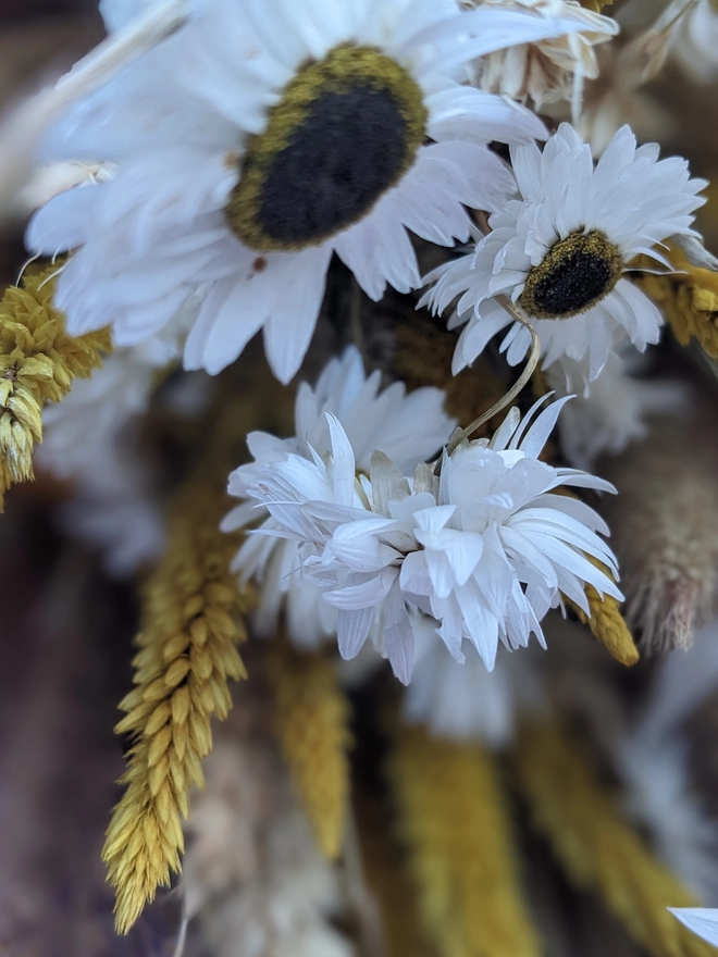 Dried flowers, yellow, daisy, home 