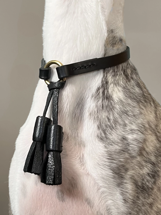 close up of dog wearing a leather house collar with tassels