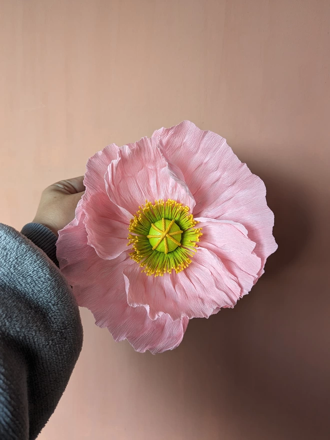 Small pink poppy (384)