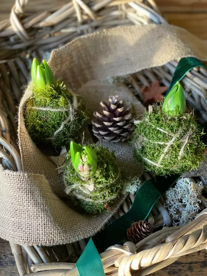 Three individual Hyacinth Kokedama bulbs wrapped in moss and soil,  string attached to hang in any location, sits in a small wicker basket with a pine cone, a dark green velvet ribbon one cm wide hangs across the basket, together with a thicker band of hessian looking material drapes over the basket, dried moss and a wooden bark star can also be seen.
