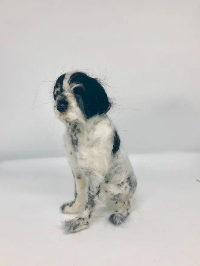 merino wool springer spaniel portrait