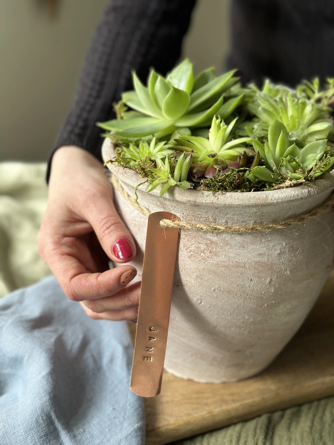 A distressed limewash terracotta pot filled with fresh sempervivum plant, with a hand holding up the personalised copper tag on hand-bound twine