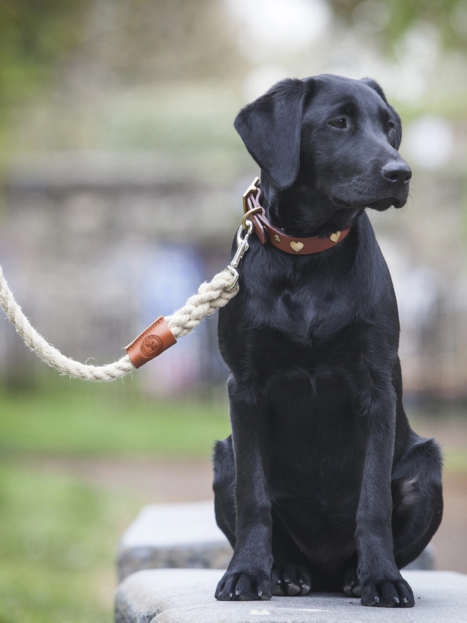 Labrador Leather and Rope Dog Lead