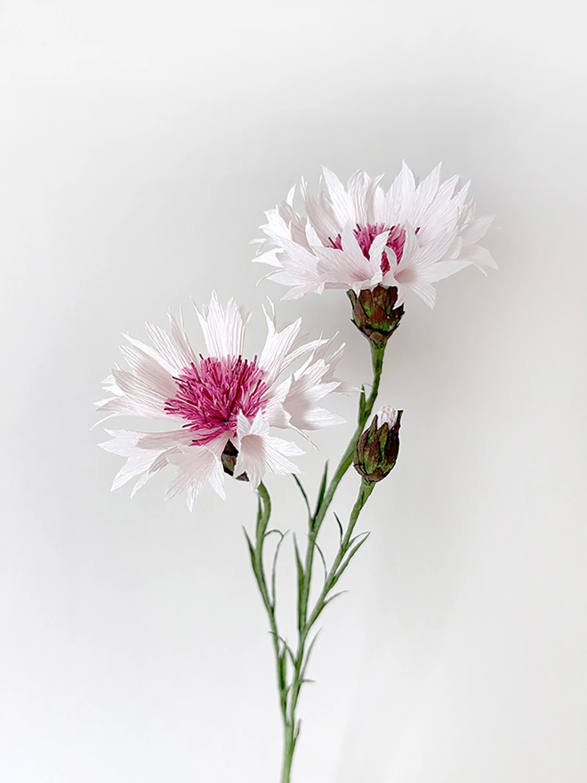 Crepe Paper Cornflower