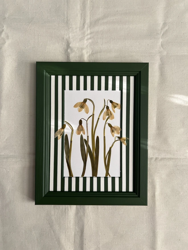 pressed snowdrop flowers in painted dark green wooden frame