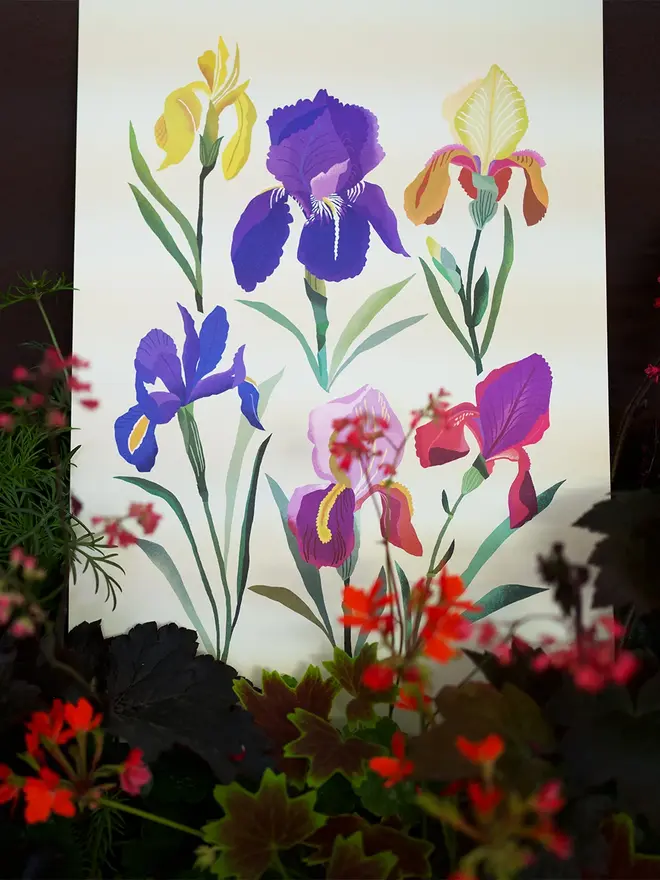 irises print brie harrison