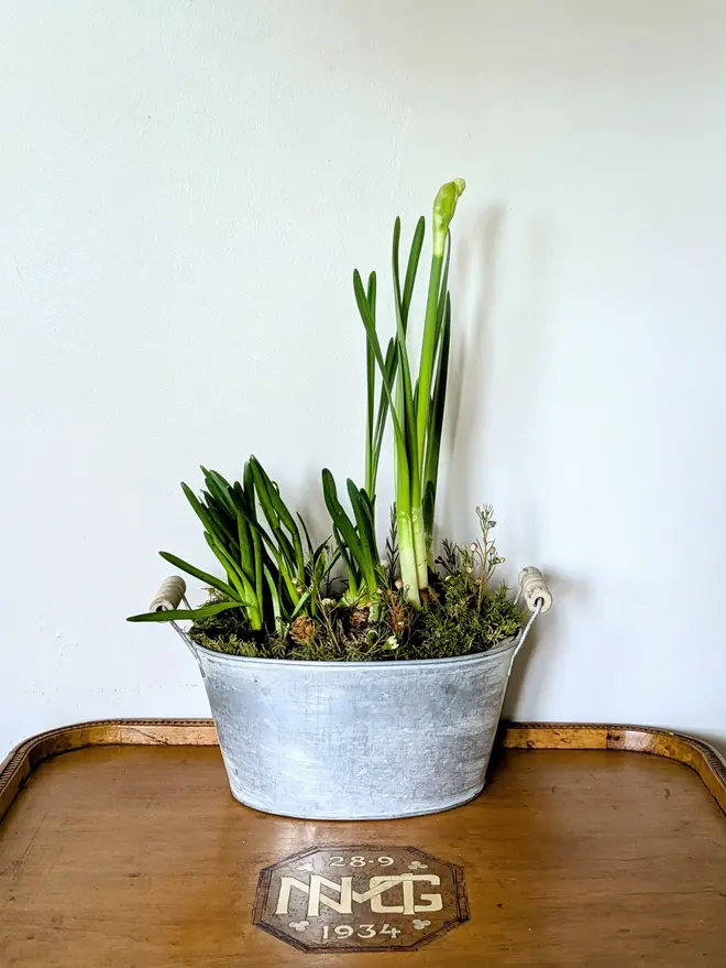 Spring Bulbs Oval Zinc Planter With Handles