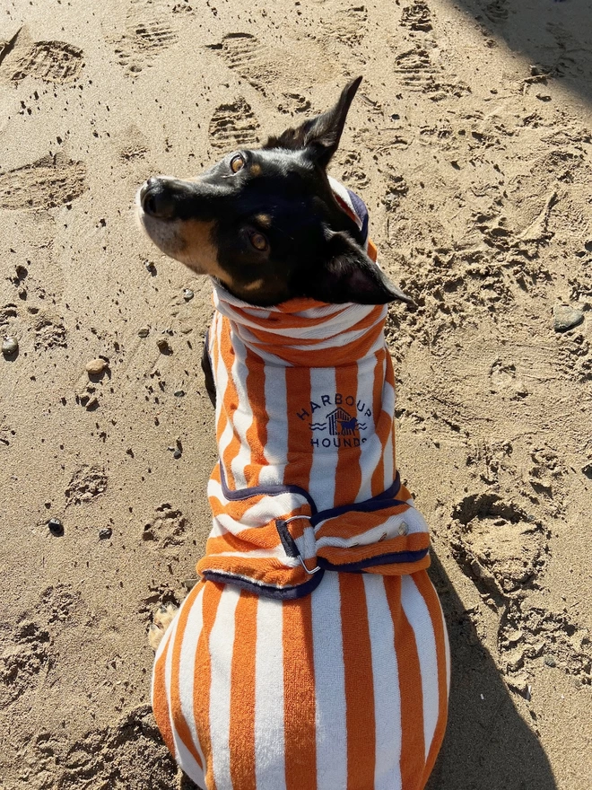 Nautically styled orange dog drying robe. 100% absorbent cotton. Popper fastening, tail hole and full belly coverage.  
