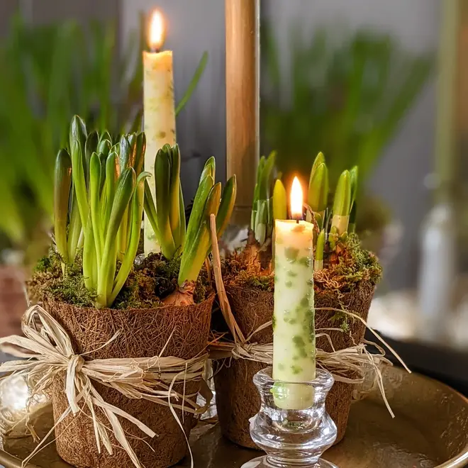 Spring Bulbs on a table with two taper candles