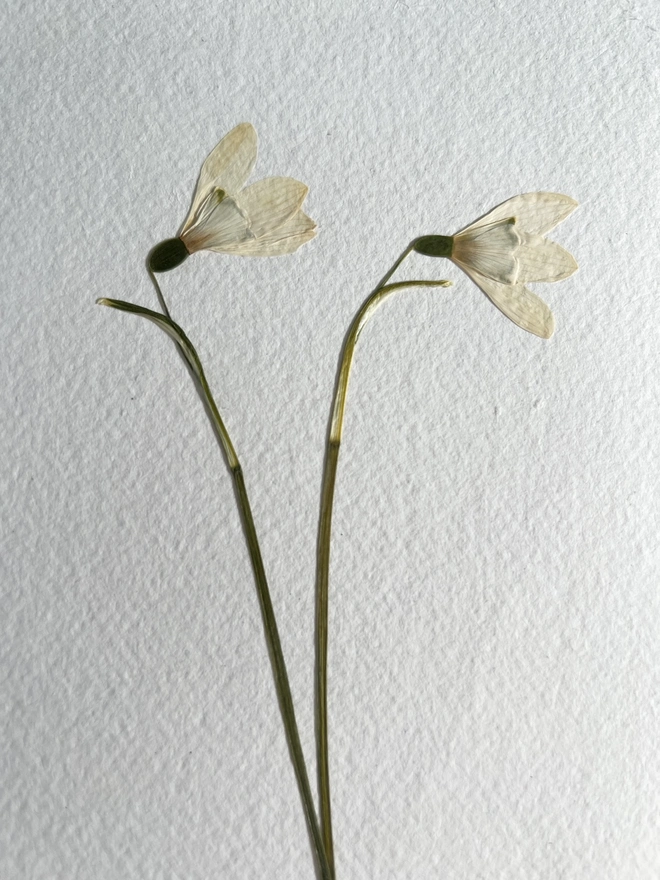 close up of pressed snowdrop flowers