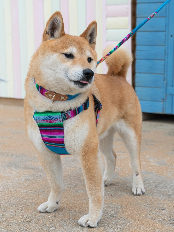 Hiro + Wolf Inca Blue designer dog harness