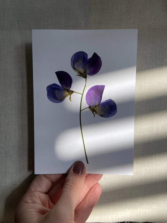 Hand holding white greeting card with dark blue and purple pressed sweet pea flower