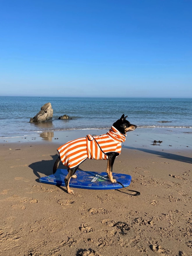 Nautically styled orange dog drying robe. 100% absorbent cotton. Popper fastening, tail hole and full belly coverage.  