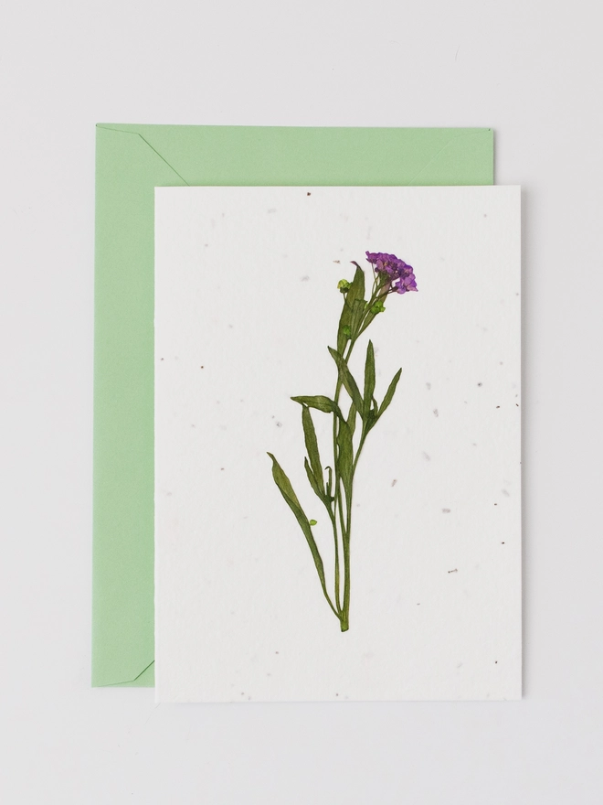 Real Pressed Flower Card, Purple