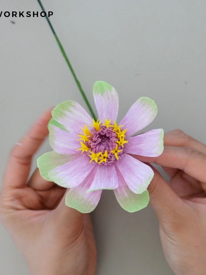 Making of Crepe Paper Zinnia in Queen Lime Blush