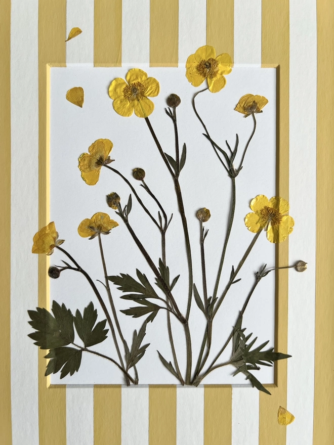 Close up of pressed buttercup flowers in hand painted stripe mount
