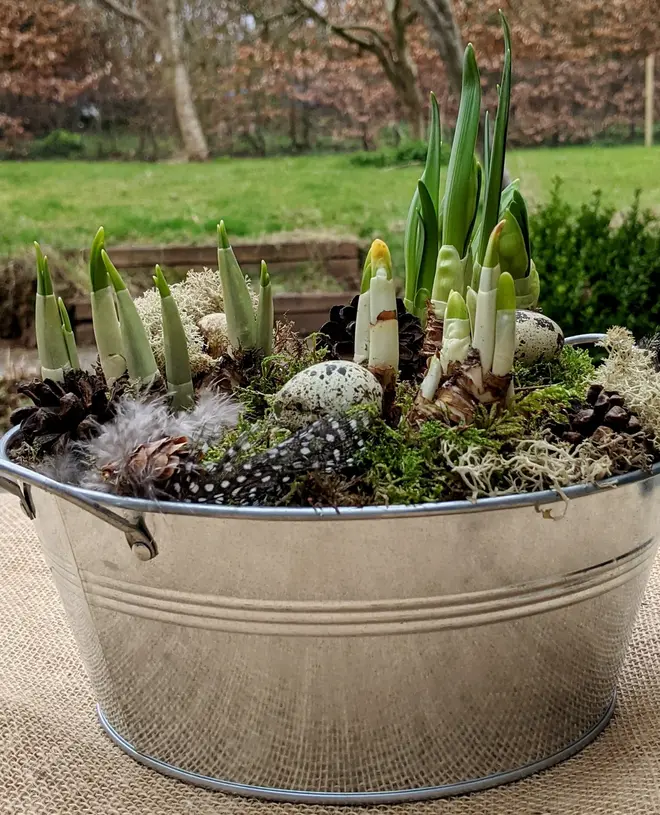 silver bucket zinc planter filled with spring bulbs, moss, and pine cones