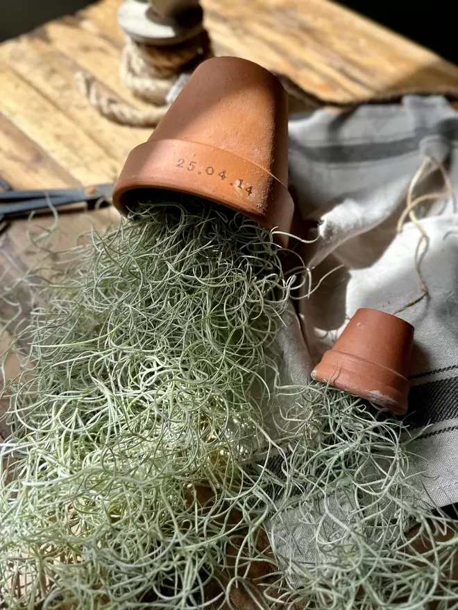 A terracotta pot sits on a wooden table, Tillandsia Moss gracefully falls from within the terracotta pot, jute is attached to hang. The pot is surrounded by a ball of jute string and lays on a vintage tea towel, you can also see a second terracotta pot filled with Tillandsia.