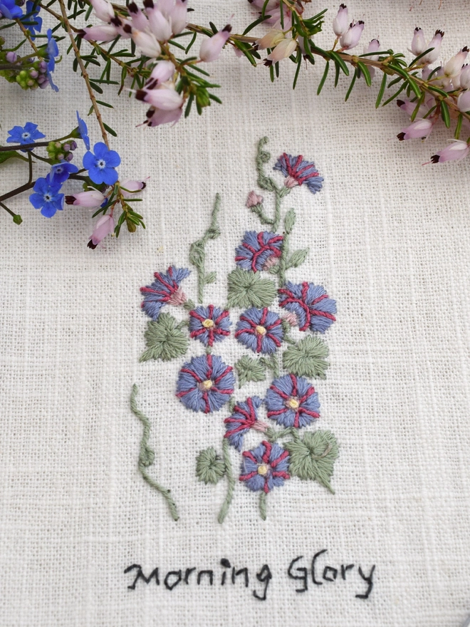 Floral Botanical embroidery kit of purple and pink Morning Glory or Ipomoea a symbol for September and 11th wedding anniversary.  Meaning Glorious Beauty, Affection, Coquetry, Embrace and Spontaneity.