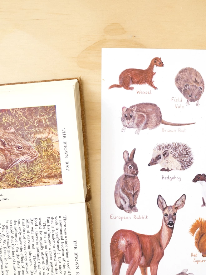 a close up of the print featuring a selection of British mammal