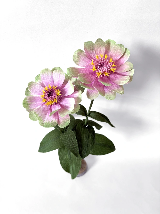 Crepe Paper Zinnia in Queen Lime Blush