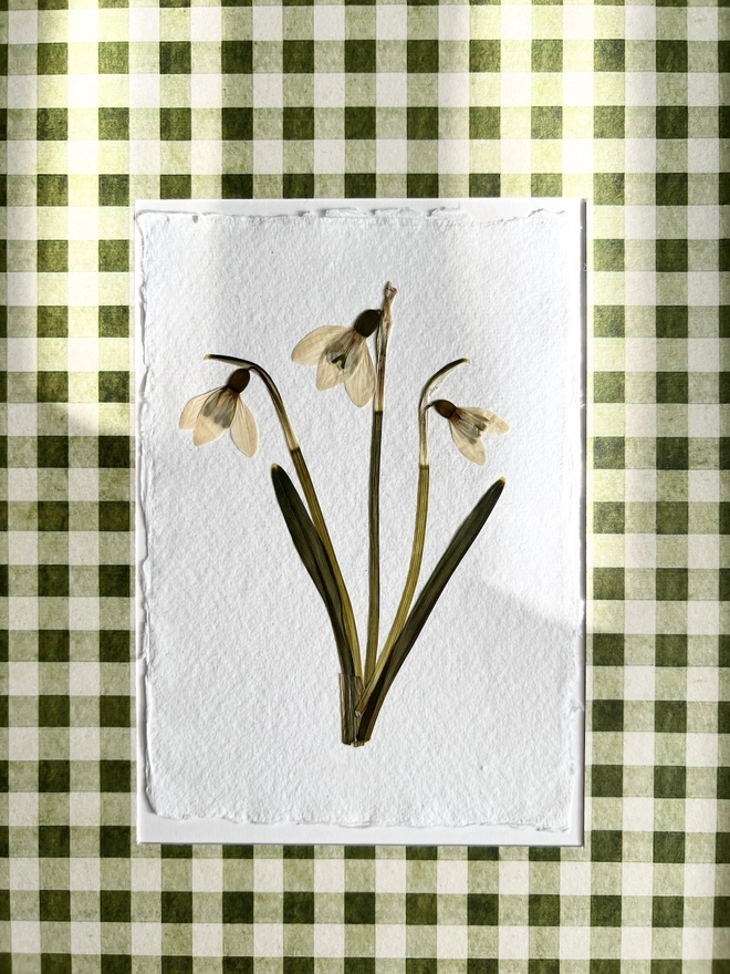 close up of pressed snowdrop flowers in gingham mount 