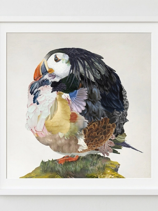 A common Puffin Framed