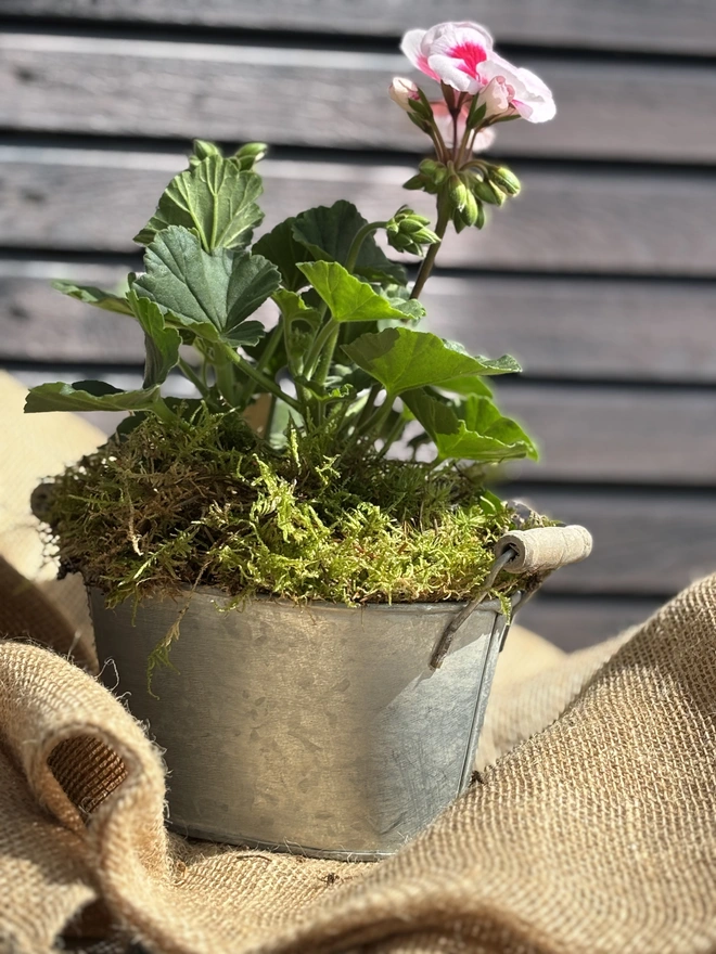 Two tone tender geranium in smal l zinc planter with wooden handles.