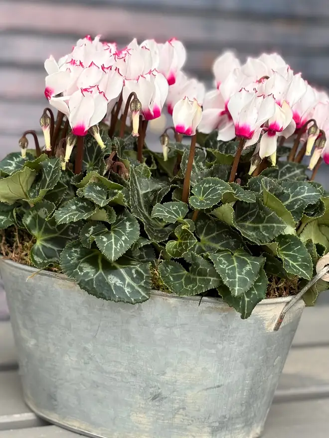 side view Fresh Cyclamen In Zinc Potted Planter