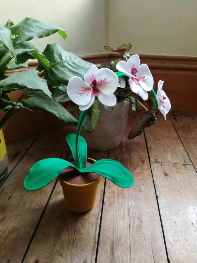 Felt orchid plant
