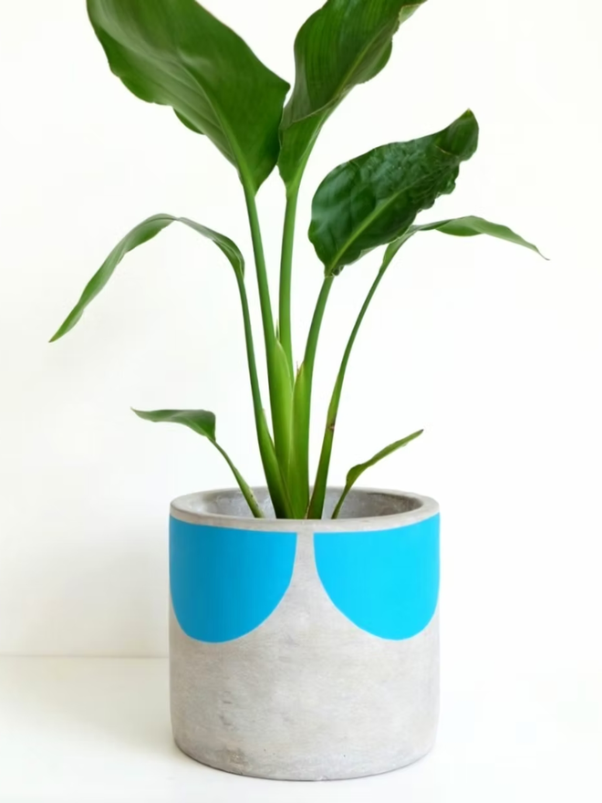 sunny concrete plant pot. a grey plant pot with a teal blue half sun pattern painted around the top rim.