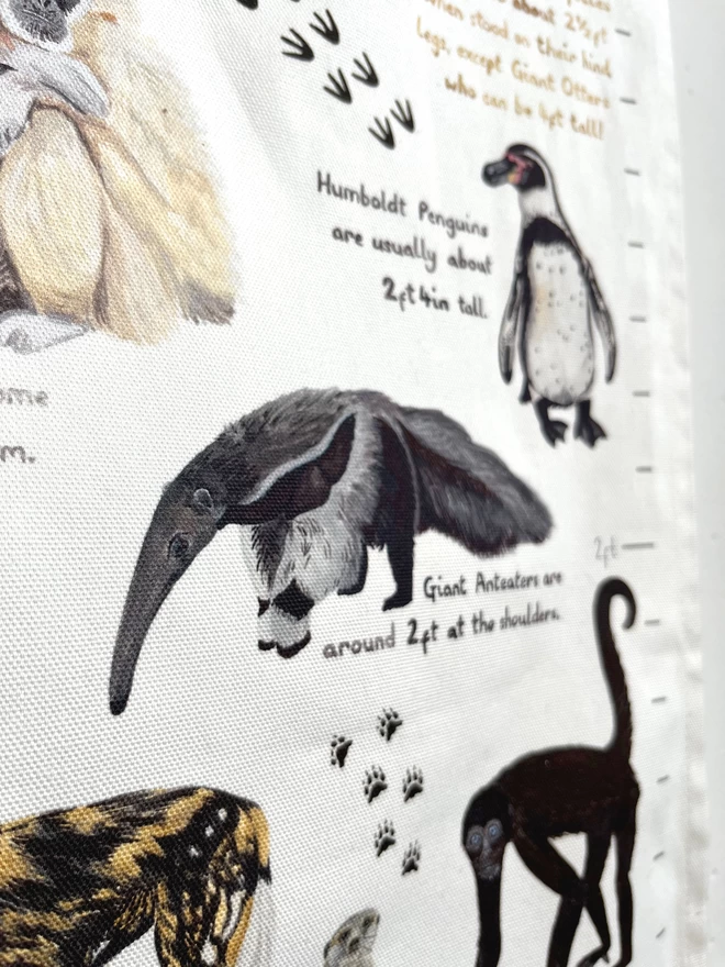 Close up of the fabric height chart featuring a humbolt penguin, a giant anteater and a black spider monkey