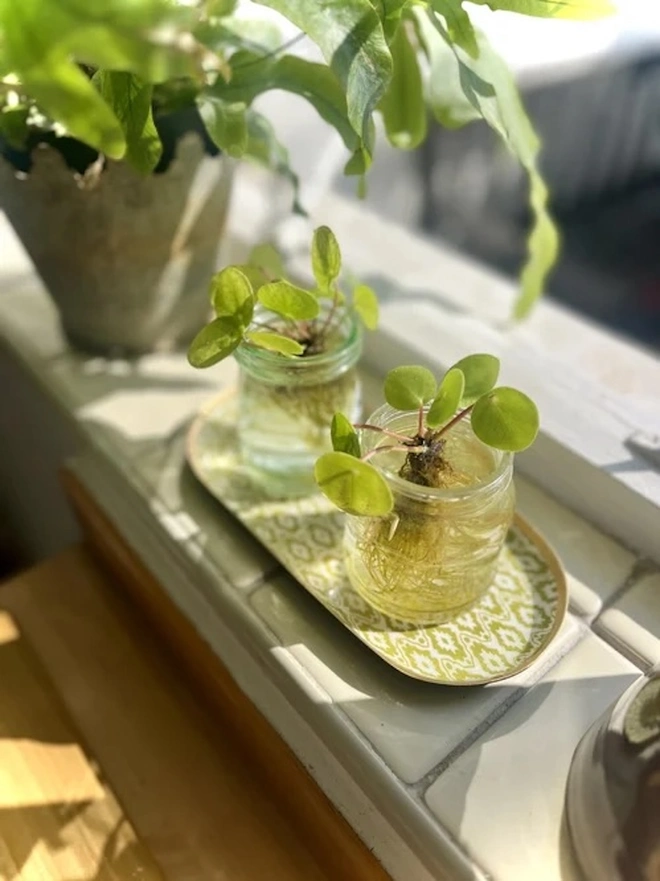 Perfect Enamel Oval Tray. A green and white patterned oval tray holding two glass jars of rooting houseplant cuttings on a sunny windowsill. The decorative tray adds a fresh, botanical touch while catching drips from plants.