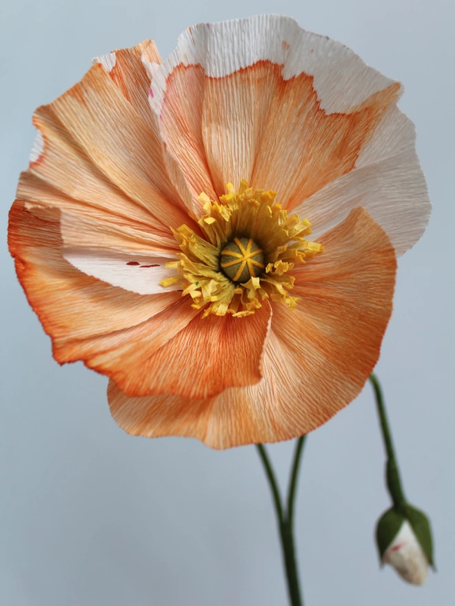 Leo Flowers Icelandic Poppy