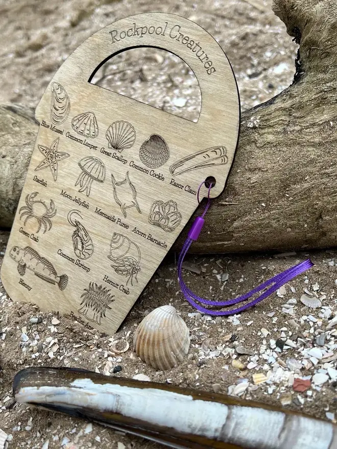 Wooden rockpool creature ID bucket board with engraved sea life illustrations and labels, lying on sand beside driftwood with a purple strap.