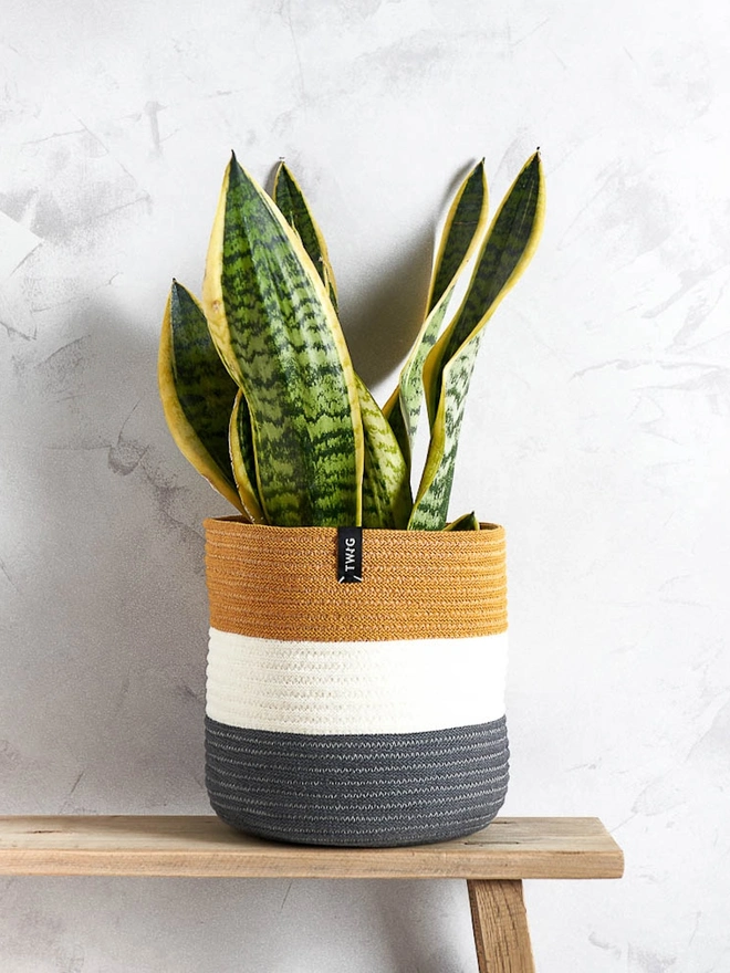 Large Striped Cotton Plant Pot