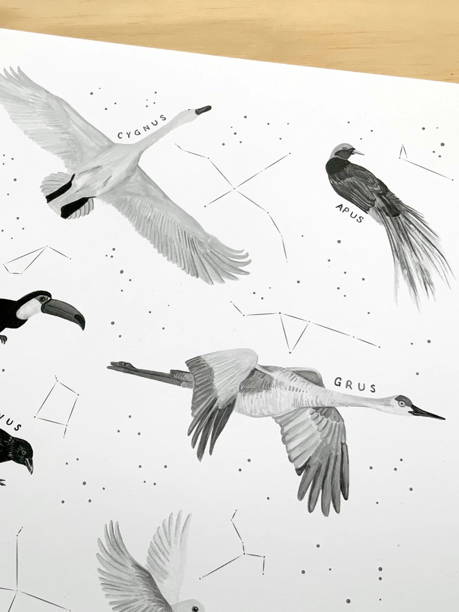 a print with a white background featuring a selection of black and white birds who appear in constellations, alongside the star constellation image