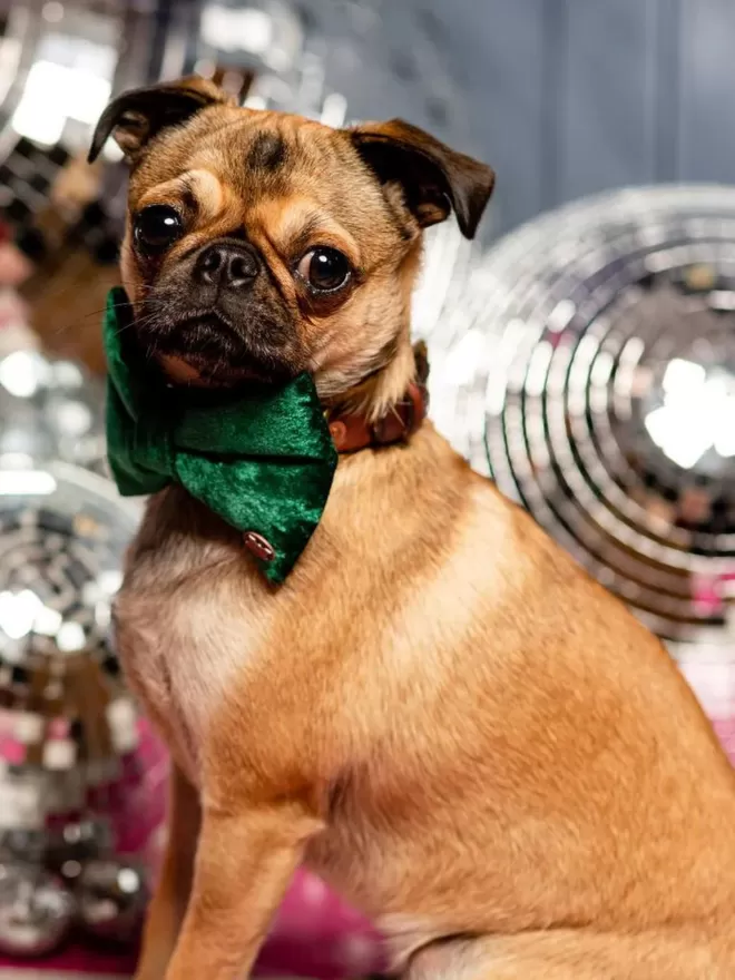 Gracious Green Velvet Dog Bow Tie