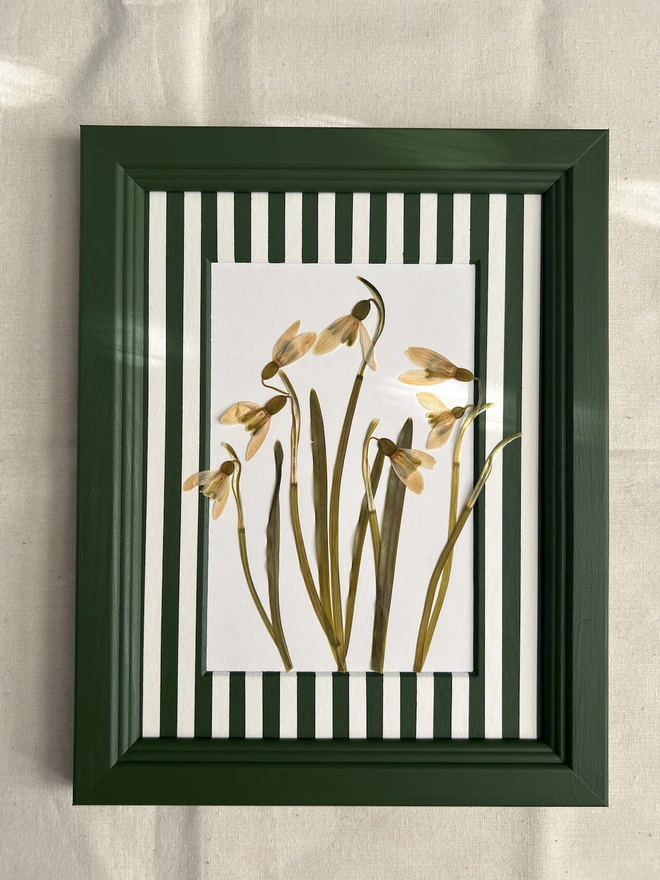 pressed snowdrop flowers in painted dark green wooden frame