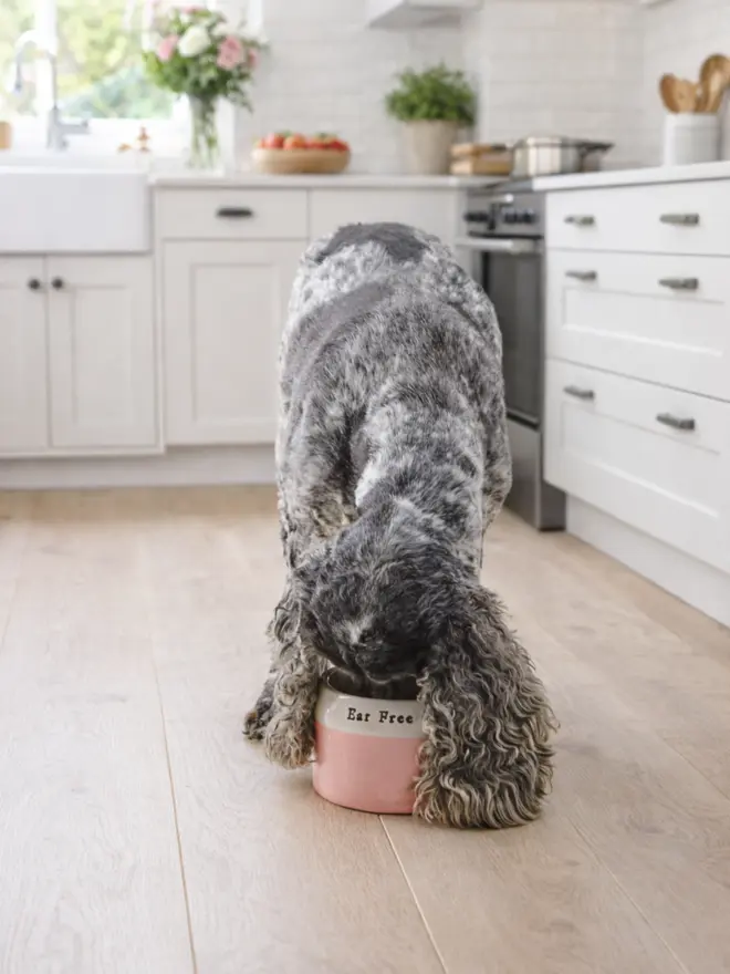 Spaniel eating from a handmade Ear Free bowl