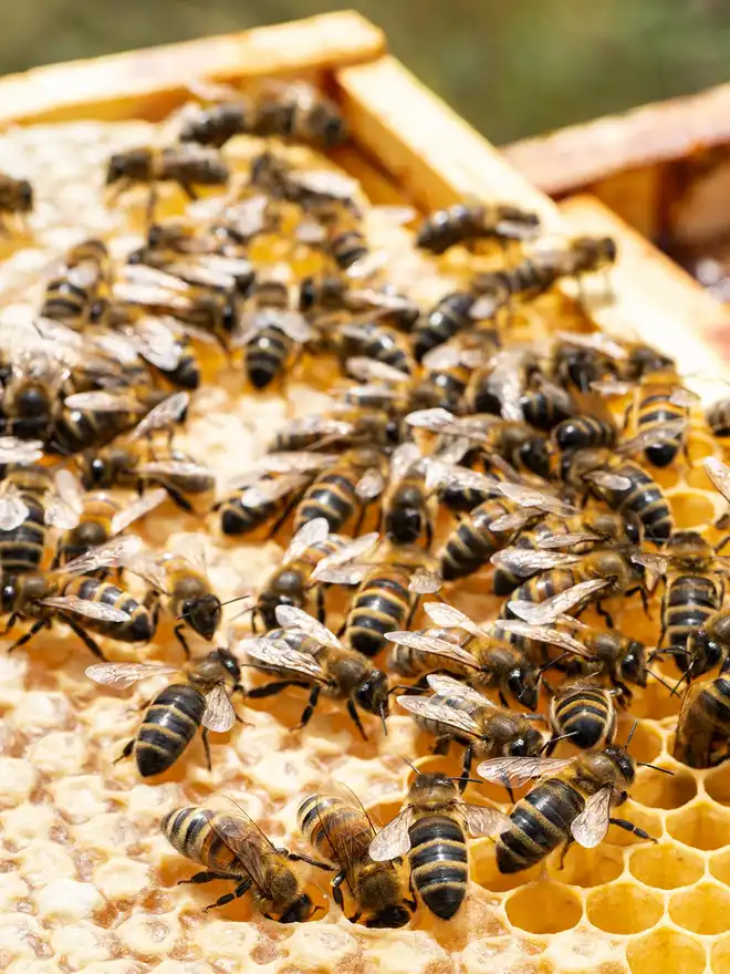Honeybees on a frame of honey