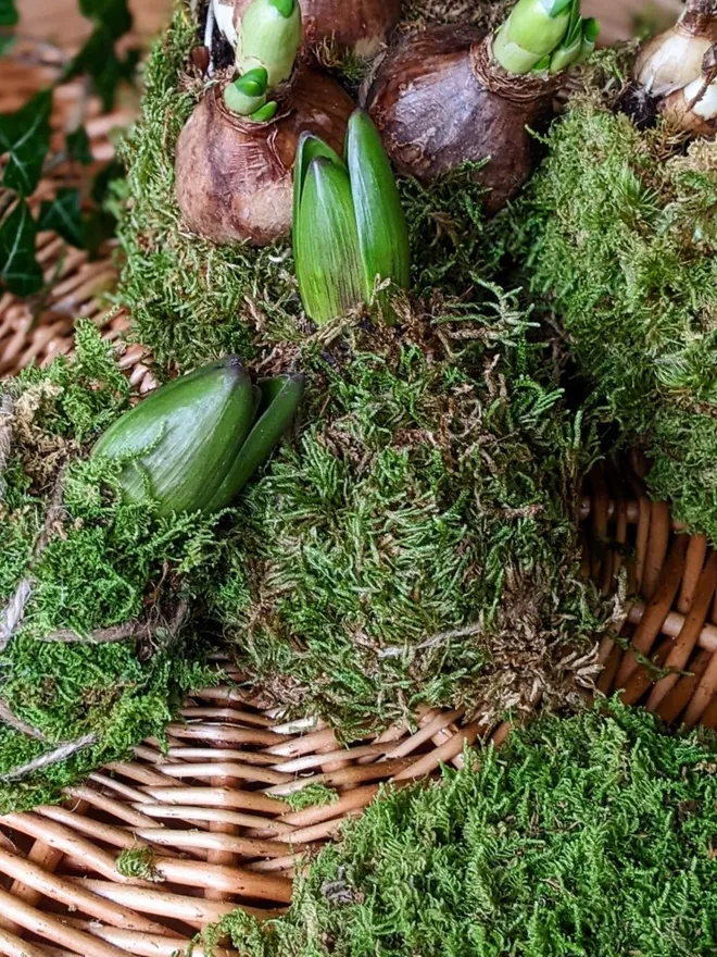 2 kokodama  moss wrapped hyacinths seen on a basket tray