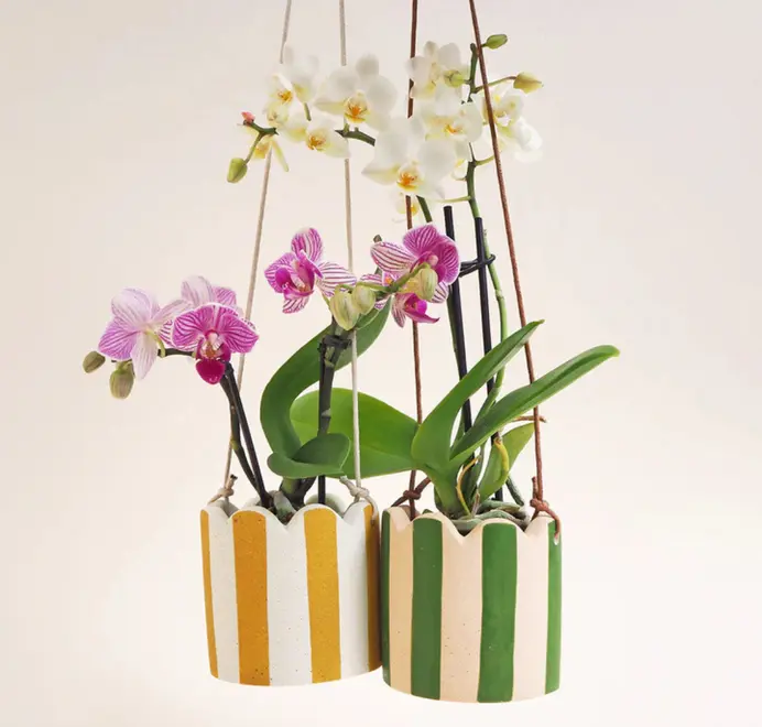 Small Stripy Hanging Plant Pot. Two Orchids in two white ceramic pots, decorated with vertical  stripes against a plain light background.